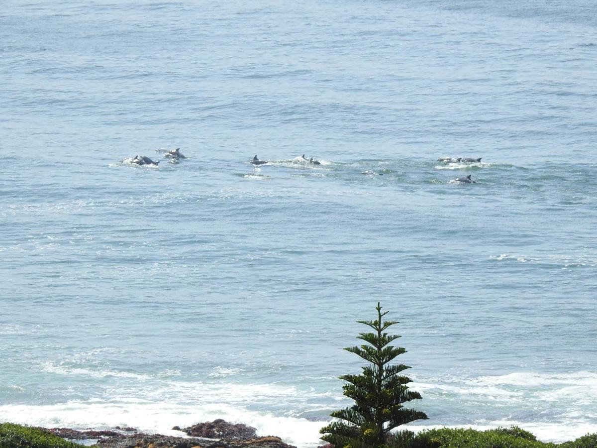 Surfstar At Mimosa *