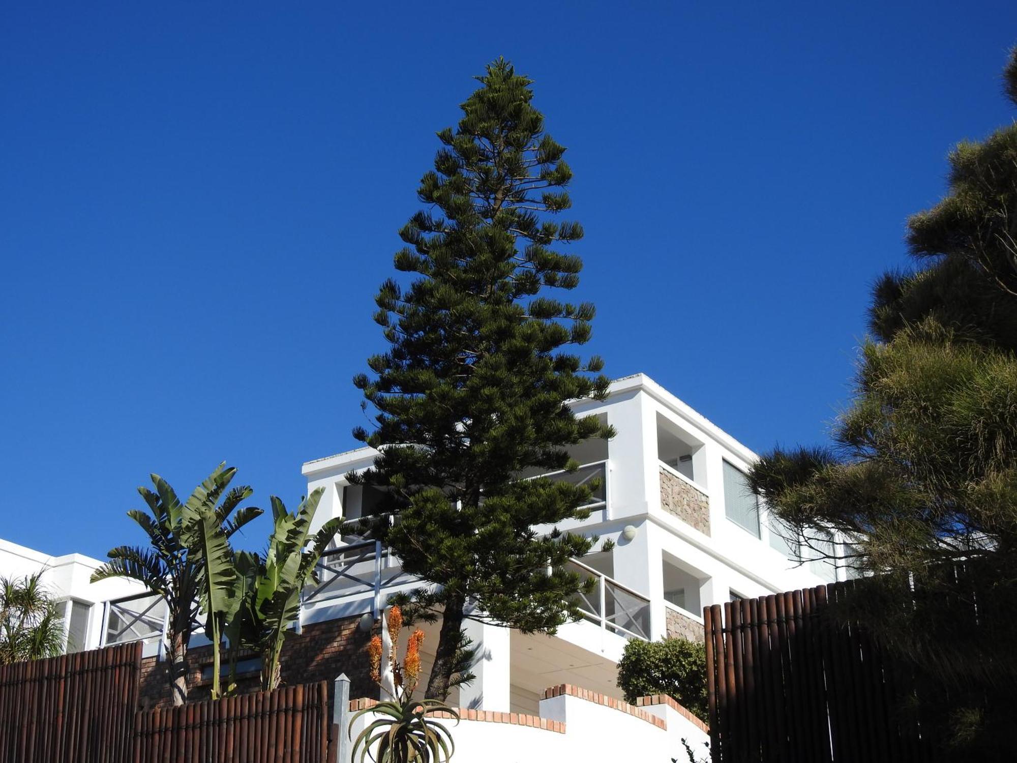 Apartment Surfstar At Mimosa